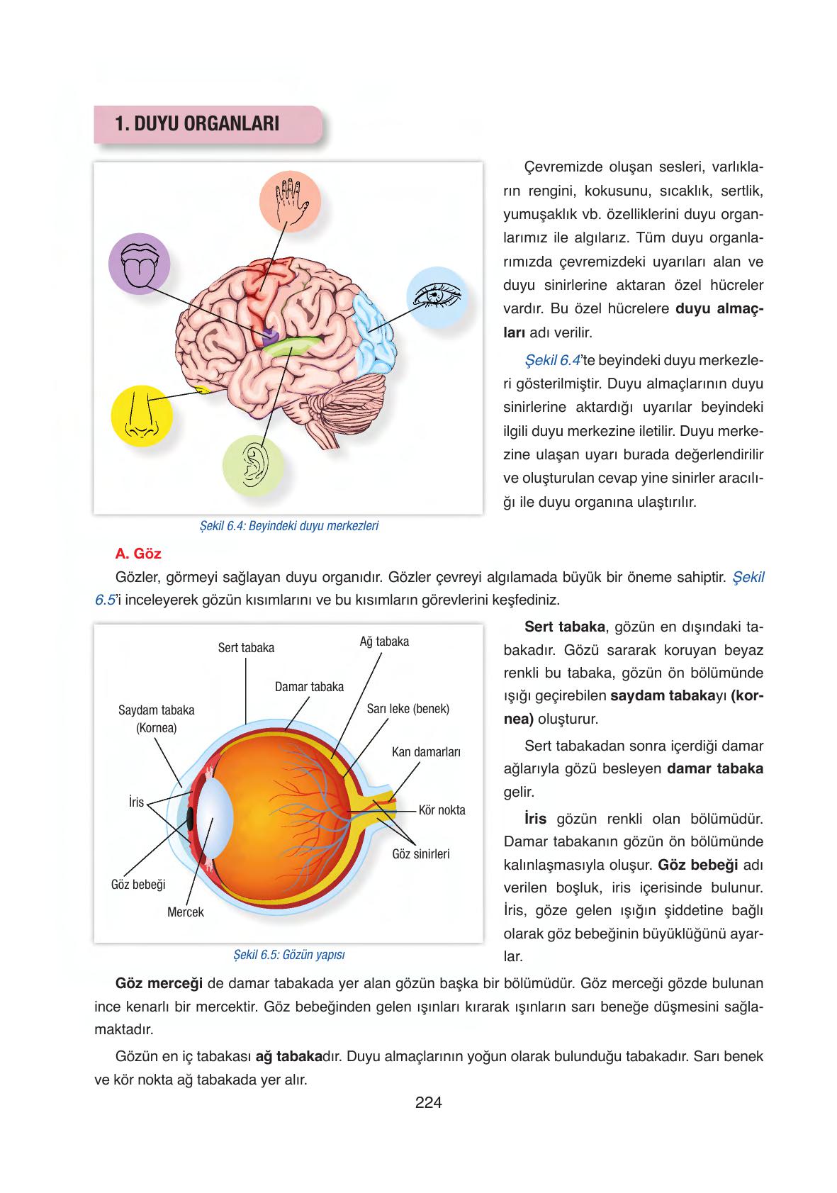 6. Sınıf Gün Yayınları Fen Bilimleri Ders Kitabı Sayfa 224 Cevapları