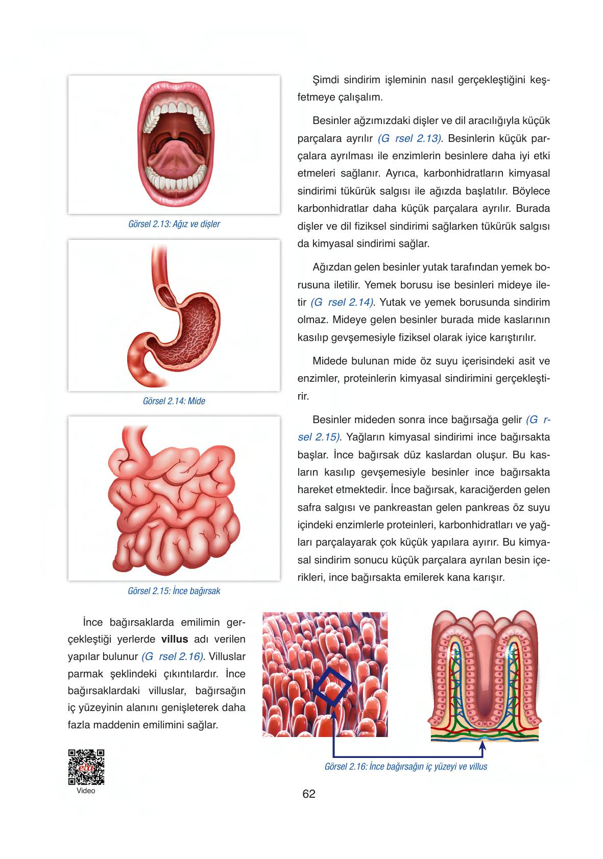 6. Sınıf Gün Yayınları Fen Bilimleri Ders Kitabı Sayfa 62 Cevapları